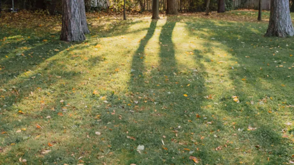 Low evening sun throwing long tree shadows across a leaf-strewn lawn