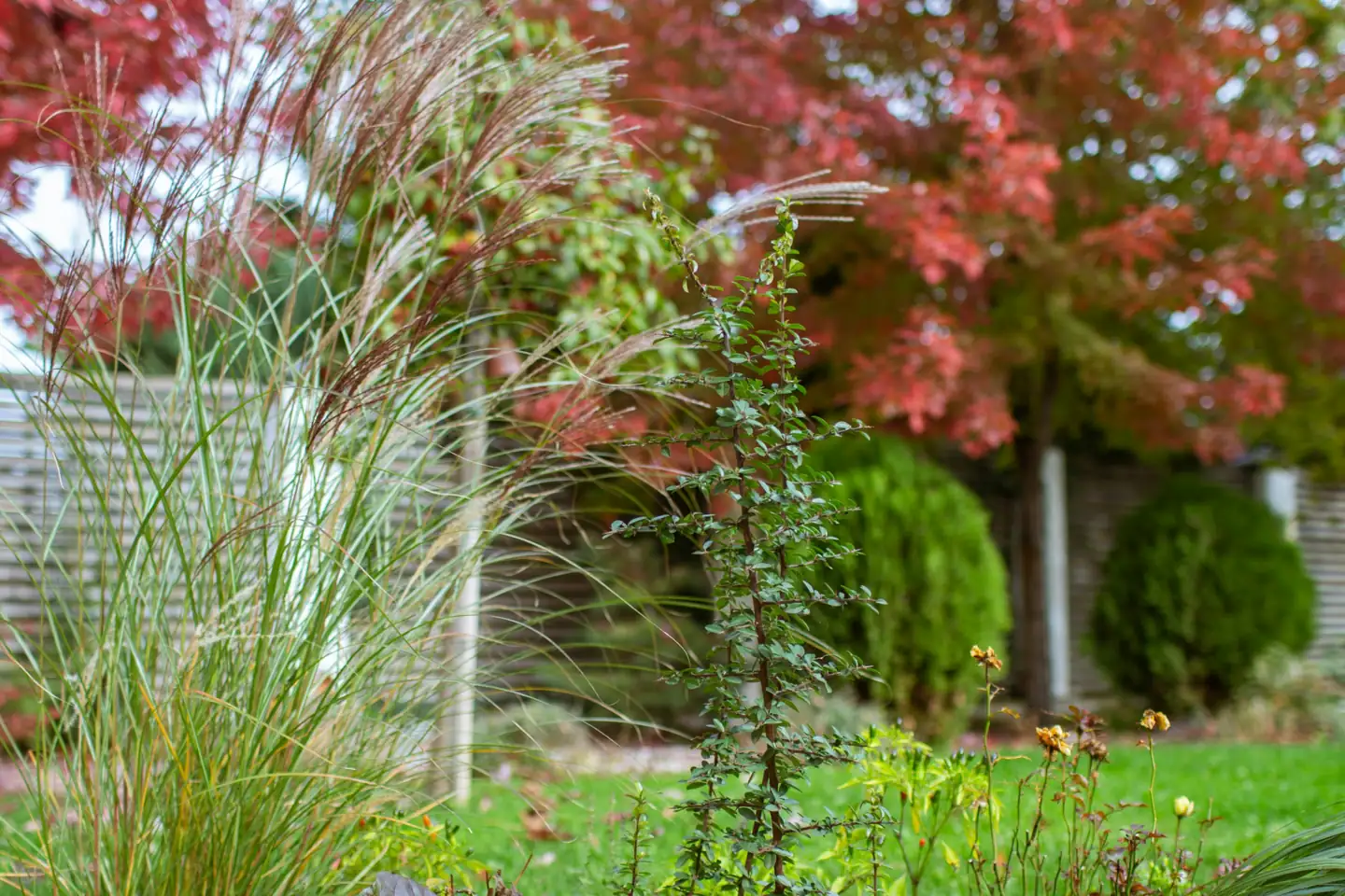 A planted border in autumn, red maple over ornamental grasses