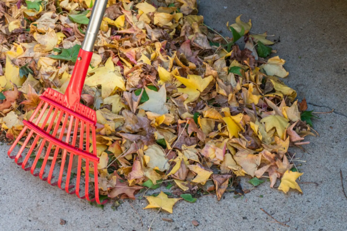 A rake set into a pile of raked autumn leaves