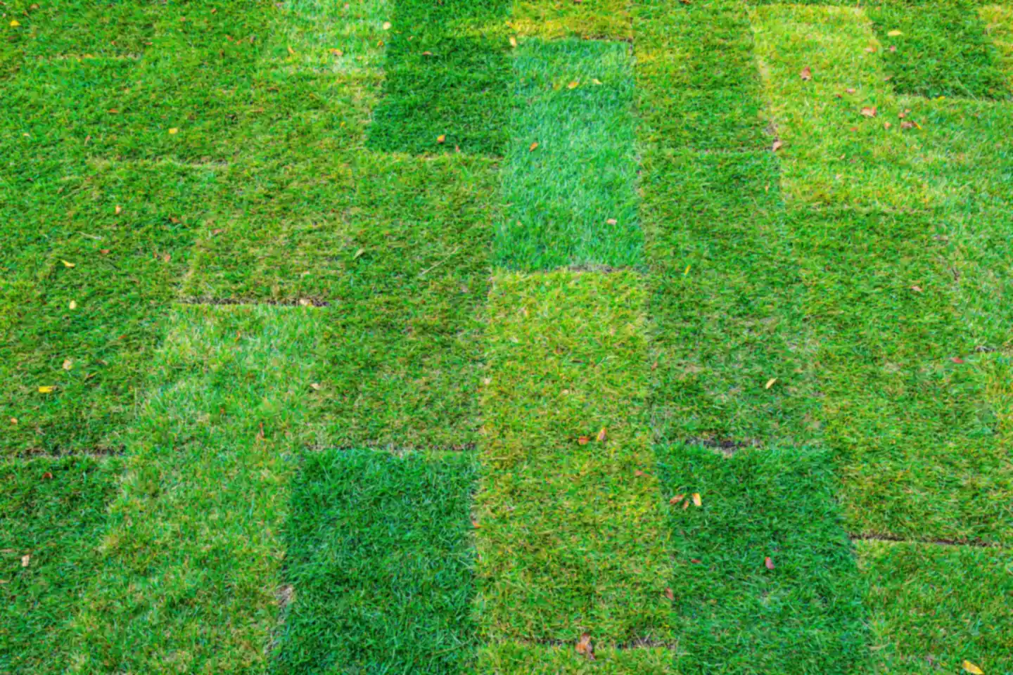 Freshly laid sod with the seams between strips still visible