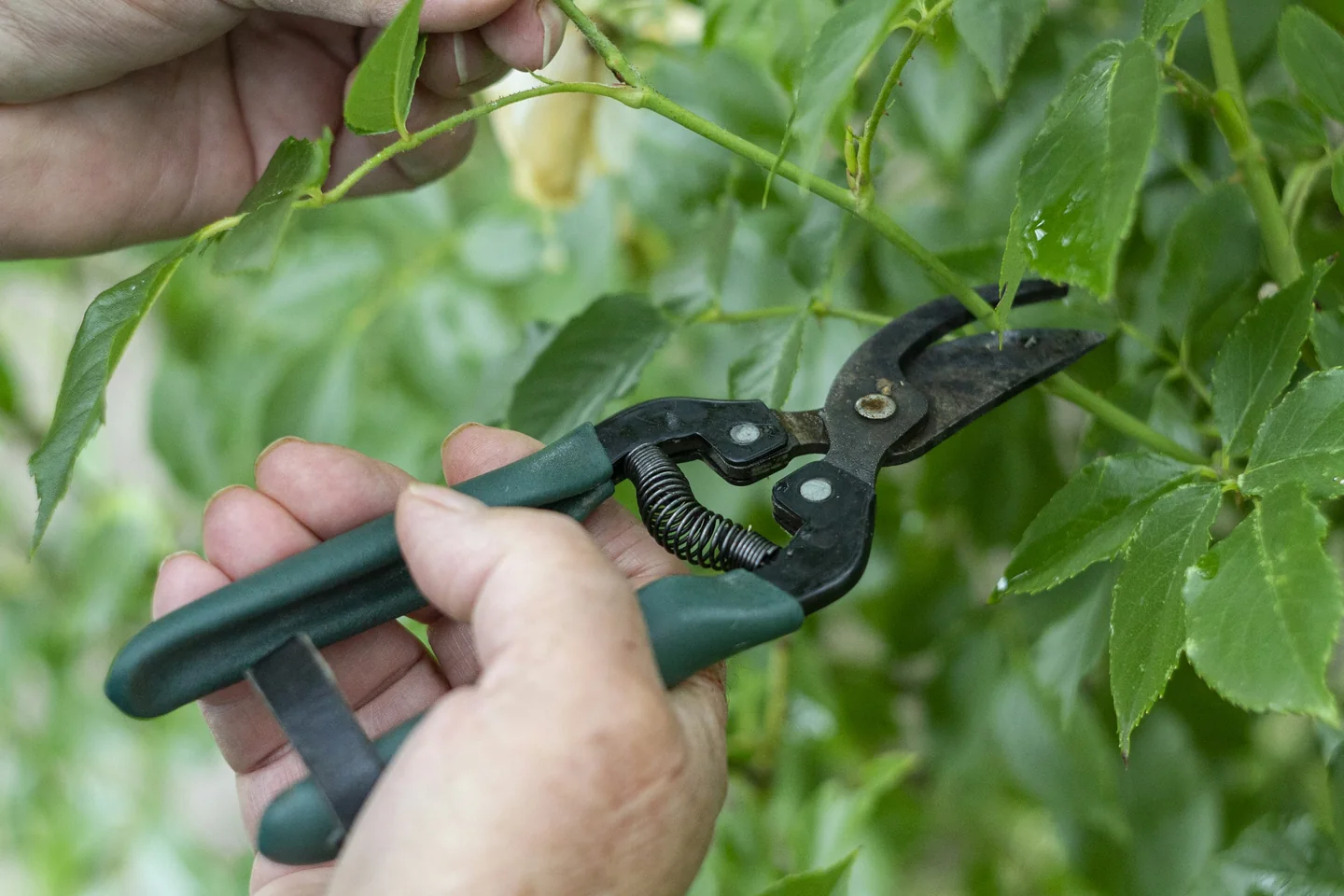 Hand pruners closing on the stem of a shrub